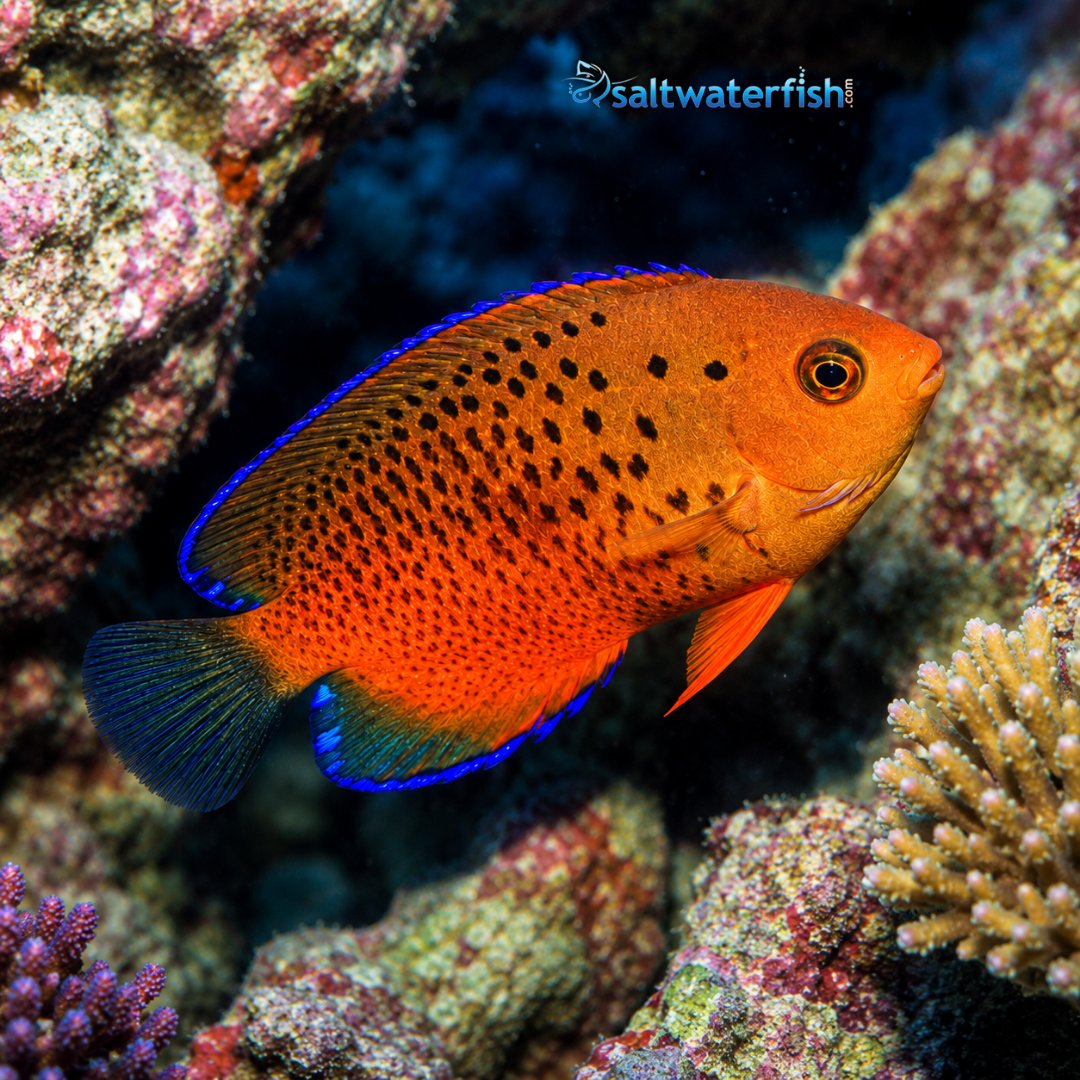 SaltWaterFishCo's tweet photo. 🐠🧡 Rusty Angelfish — small size, stunning personality!
With its vibrant rusty-orange coloration and electric blue fin accents, this dwarf angelfish adds bold beauty to any marine aquarium.

👉 Shop now: https://t.co/3NACRIbbRk
#RustyAngelfish #Angelfish #SaltwaterFish https://t.co/attSyImOmI