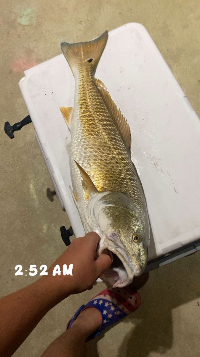 Guziify's tweet photo. 2026 dauphin island Trip Successful https://t.co/5Btf38rITB