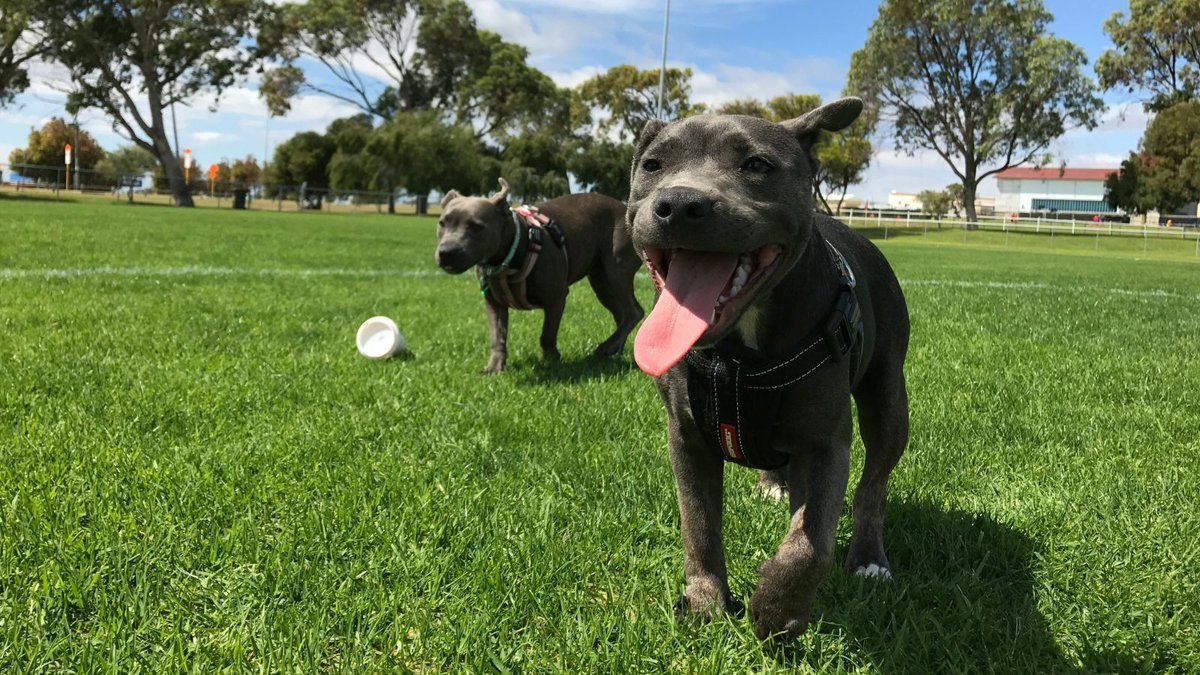 The TurfMutt Foundation tweet media