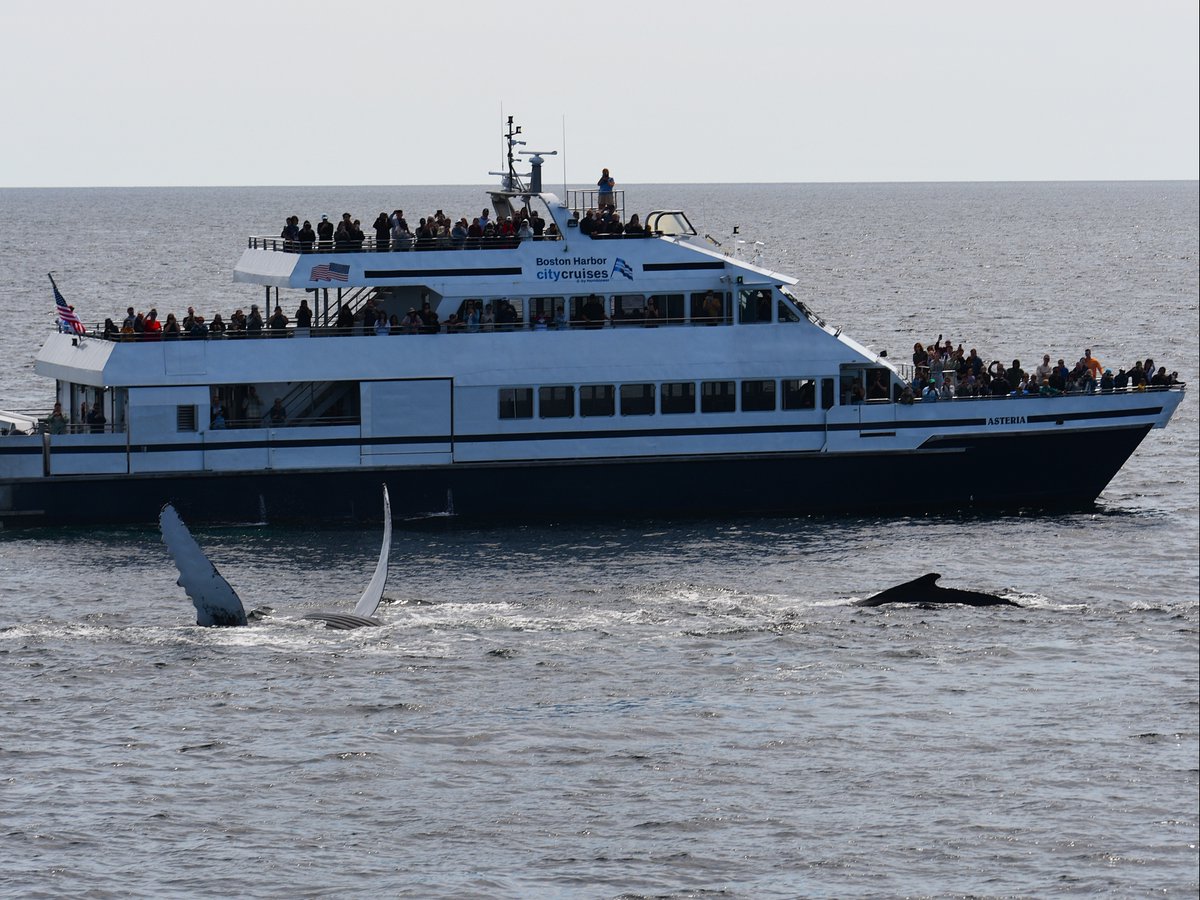 NEAQ's tweet photo. There's nothing like the first whale watch of the season! ☀️🌊 

The New England Aquarium Whale Watch, in partnership with Boston Harbor City Cruises, opens for the season starting May 18!

Daily cruises run May-November. Book now: https://t.co/6kvhetzRRr

📸: Eman Khwaja https://t.co/F8XzK8nna0
