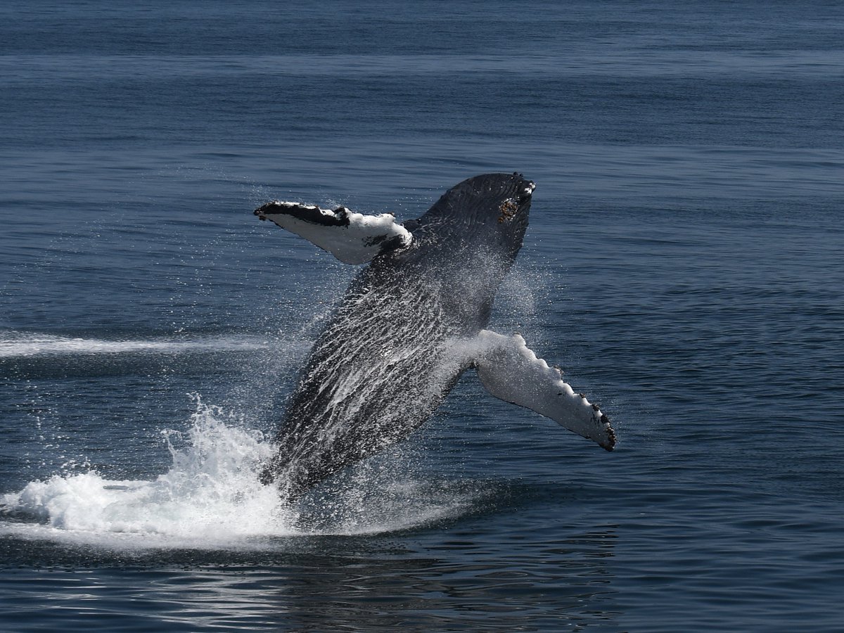 NEAQ's tweet photo. There's nothing like the first whale watch of the season! ☀️🌊 

The New England Aquarium Whale Watch, in partnership with Boston Harbor City Cruises, opens for the season starting May 18!

Daily cruises run May-November. Book now: https://t.co/6kvhetzRRr

📸: Eman Khwaja https://t.co/F8XzK8nna0