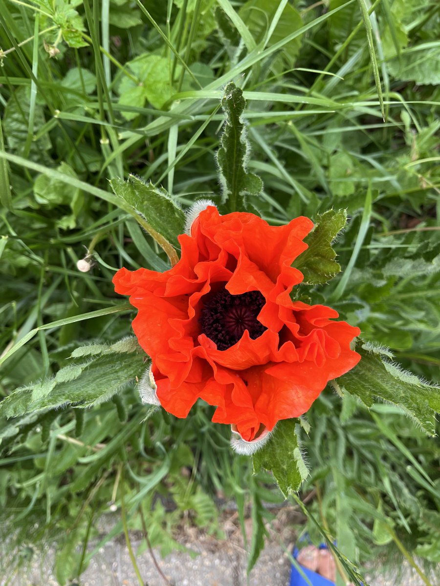anthonygstyles's tweet photo. Hello flower https://t.co/lfr9zh8ULI