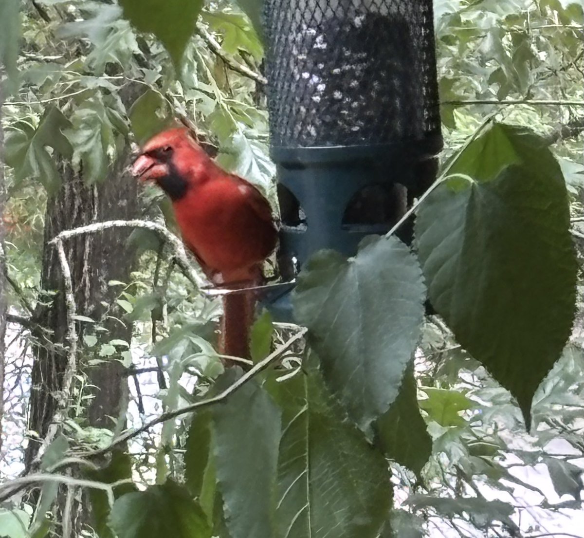 May your Monday be as vibrant as this cardinal enjoying a morning snack.