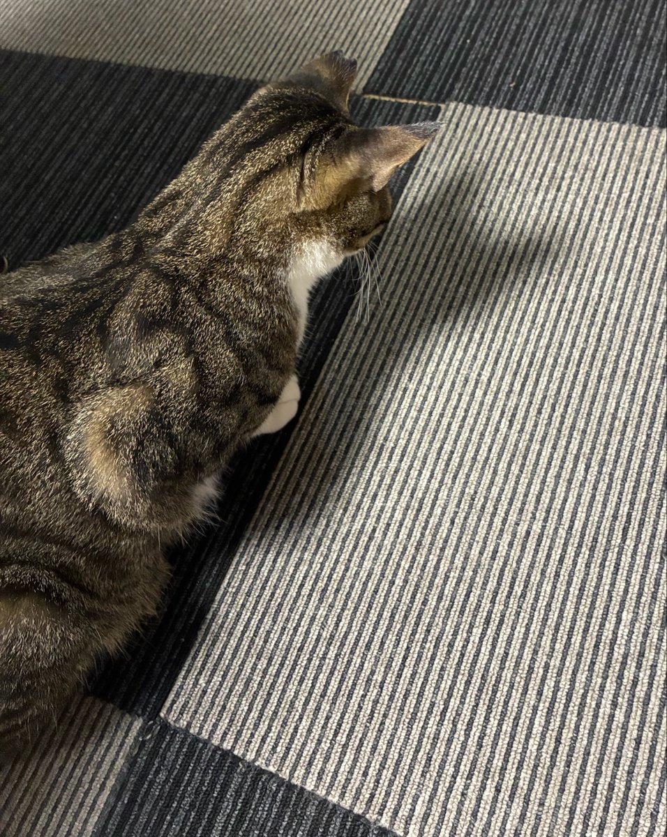 6qbo2's tweet photo. 自分の影見てるぬこ https://t.co/BtKAOC4Ory