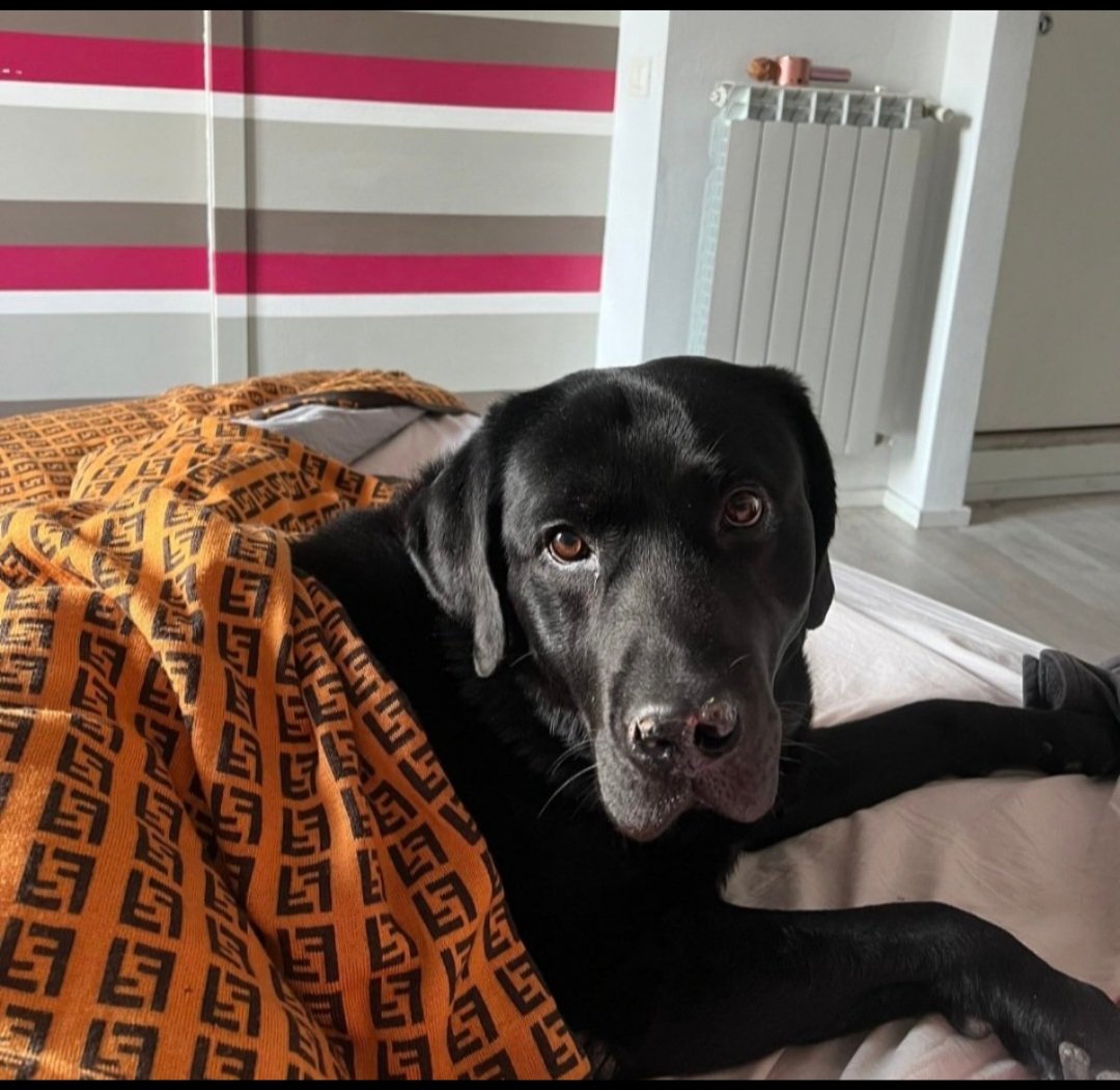 anna741561266's tweet photo. Resterai per sempre il nostro musetto nero. Buon ponte Gohan 💔 🥺 #donnalisi #edoardo #drojette https://t.co/cGUEdAIuhJ