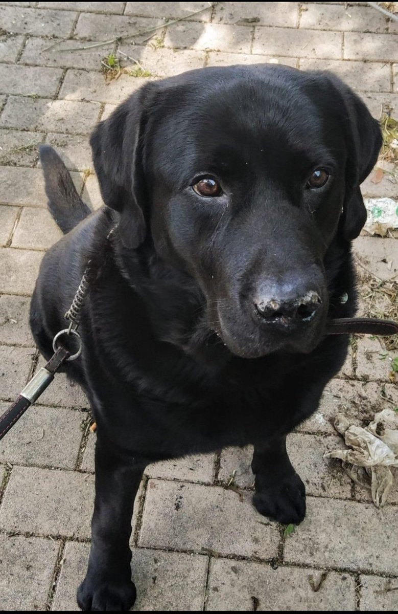 anna741561266's tweet photo. Resterai per sempre il nostro musetto nero. Buon ponte Gohan 💔 🥺 #donnalisi #edoardo #drojette https://t.co/cGUEdAIuhJ