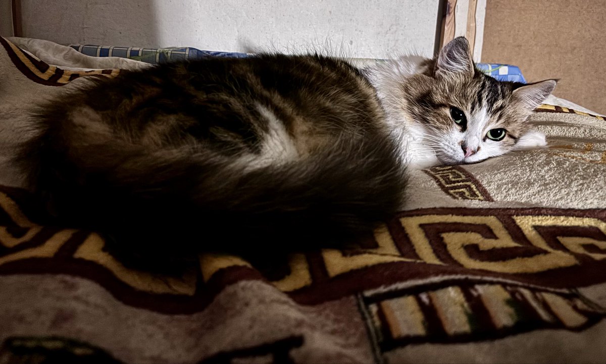 Svitlana tweet media