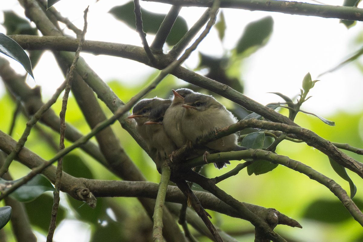 gninwoDeoJ's tweet photo. Deep in a home county woodland this morning my friends and I came across a family of birds with 4 fresh and fluffy faces, anyone fancy guessing the species? (photos with the parents feeding to come later!) https://t.co/heYoOdGeyt