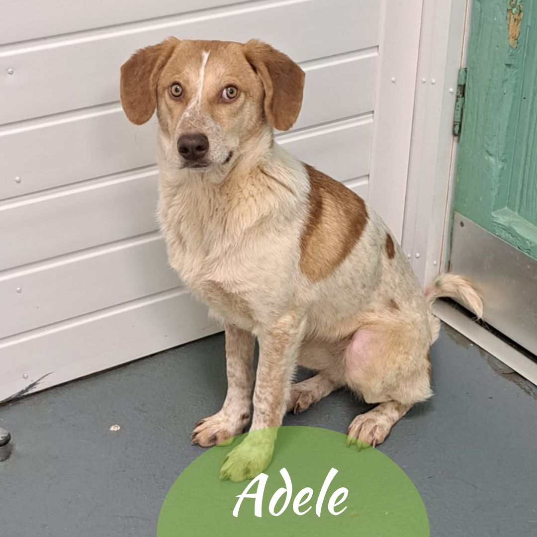 OakwoodRescue's tweet photo. For #k9hour we have Adele looking her best in the hope to find her forever home💚
https://t.co/jb1otP7f20
#teamzay #AdoptDontShop #RescueDog #dogsoftwittter  #adoptdontshop #rescue #dogsoftwitter #rehomehour https://t.co/VtS4VFIPhb