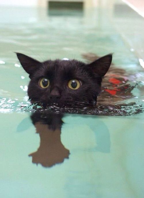 Black cats are not bad luck tweet media