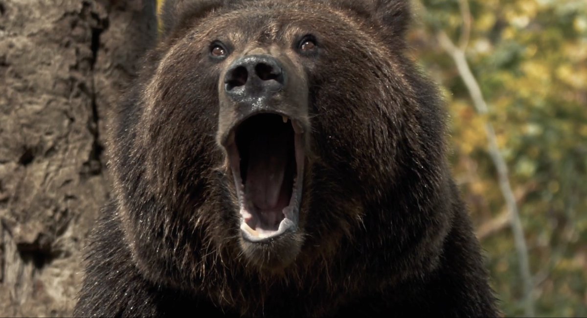 GetMeAnotherPod's tweet photo. "This is less of a movie and more of a movie-flavored product.”

- Rob on Grizzly II: Revenge https://t.co/hvpulr3DnW
