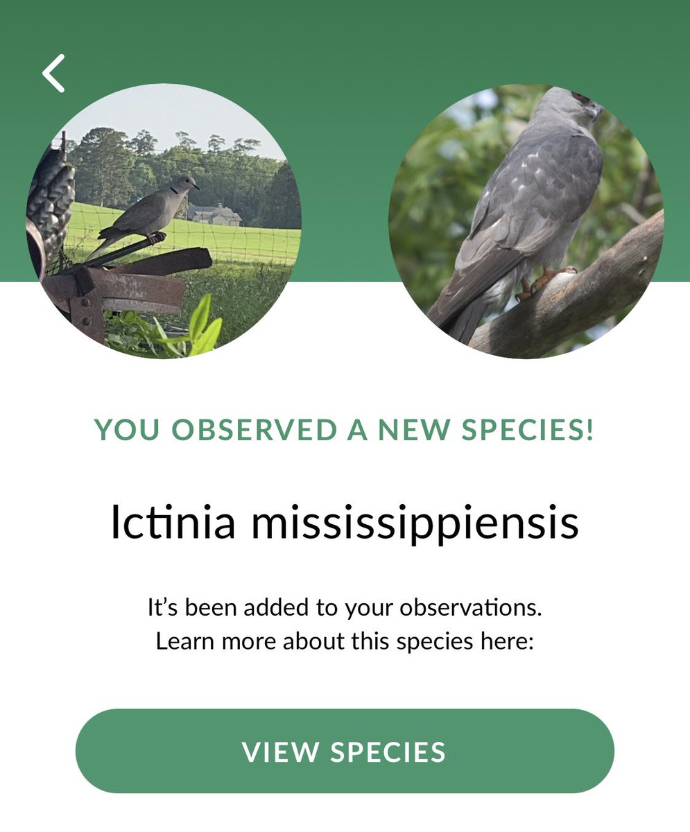 jollygreentexan's tweet photo. omg guys i just found a mississippi kite wow i cant believe it 🤩🤩 https://t.co/duGXKzBj1Q