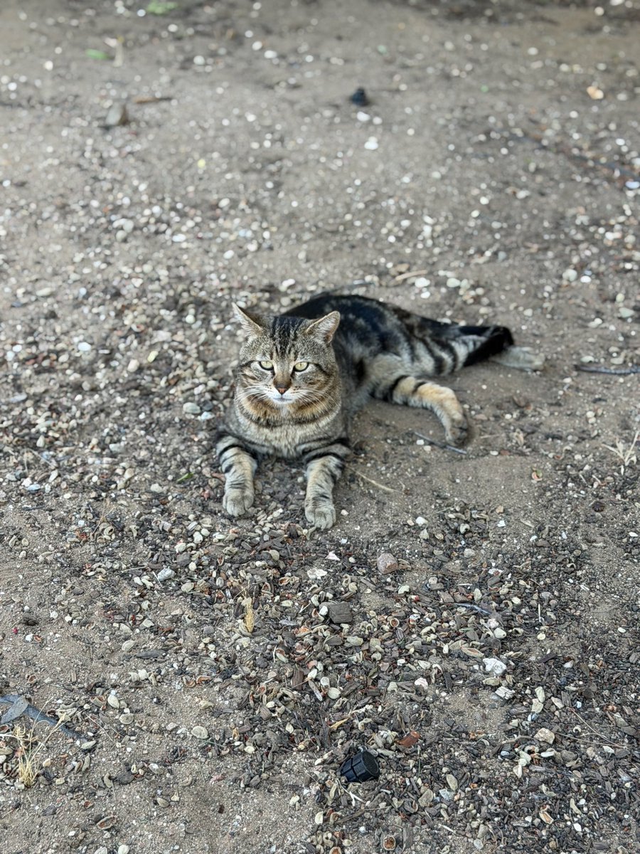 Jenlprew's tweet photo. March is supposed to mean zero cats? 😂 I have 3 indoor ones 🐈🐈🐈 + 1 feral outdoor boy I call “Kitty Cat” 🐈‍⬛.
He’s hopping on 3 legs and I think his front right one is broken. I’m still feeding him and gave him a sheltered outdoor bed, but I don’t have the funds to take him in right now. Hoping he heals. Please keep him in your prayers 🙏🏻
