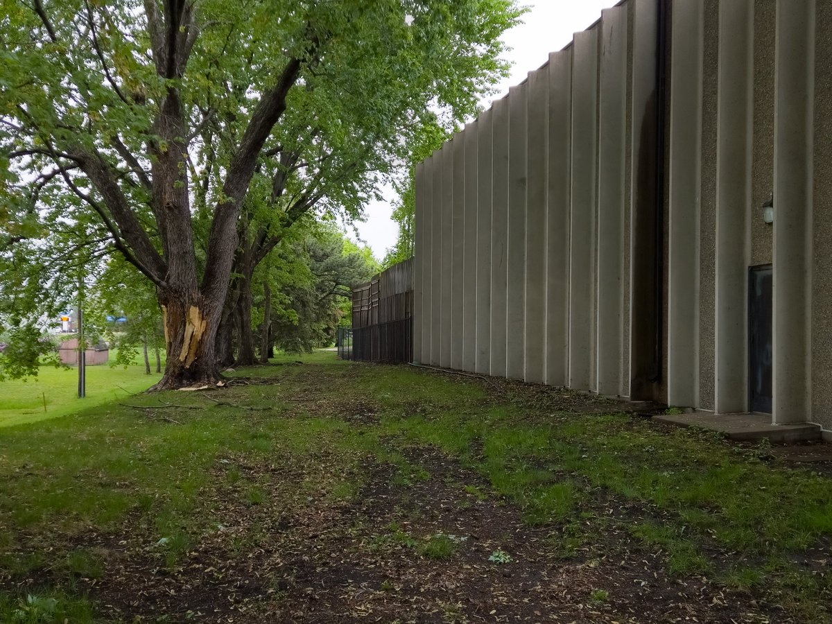 mranweiler's tweet photo. A large maple  just outside the @kare11 studios was hit by lightning during the Sunday night storms. Staff reported hearing the loudest clap of thunder they've ever experienced.  #mnwx #lightning @NWSTwinCities https://t.co/HPFn33AmZV