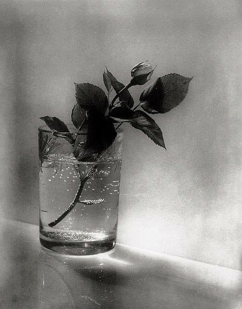 emmanu_elle_'s tweet photo. Josef Sudek  

White Rose Bud
1954 https://t.co/uaOLdntu6X