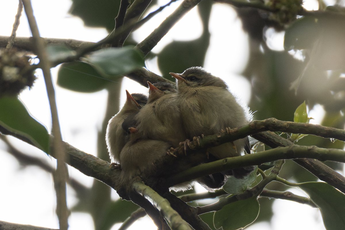 gninwoDeoJ's tweet photo. Deep in a home county woodland this morning my friends and I came across a family of birds with 4 fresh and fluffy faces, anyone fancy guessing the species? (photos with the parents feeding to come later!) https://t.co/heYoOdGeyt