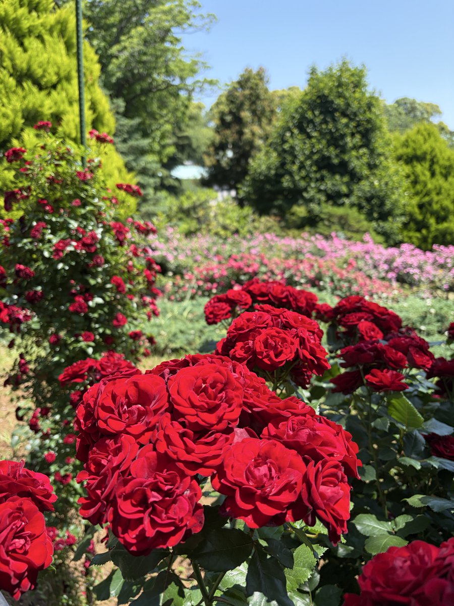 mimirin619's tweet photo. 今日は #港の見える丘公園 近くの #イングリッシュローズの庭 でバラ鑑賞をしてきました！真夏日、快晴の空に鮮やかなバラ🌹が素敵でした😀もう少し前が見頃だったかな。
ここでしか食べられない　#ラフィンとミヨのスイートローズソフト　ちょっと贅沢なひと時でした🤭 https://t.co/Q5zDThJuQ0