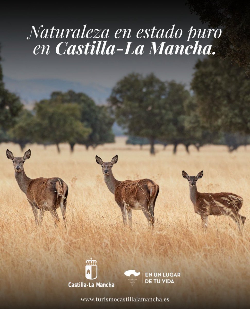 Cflasolana's tweet photo. 🌿#CastillaLaMancha es naturaleza en estado puro

🏞️ Déjate sorprender por los cerros y valles de la Sierra de Alcaraz, donde los caminos entre pinos te conectan con el silencio del bosque. https://t.co/mYyR0JIdci