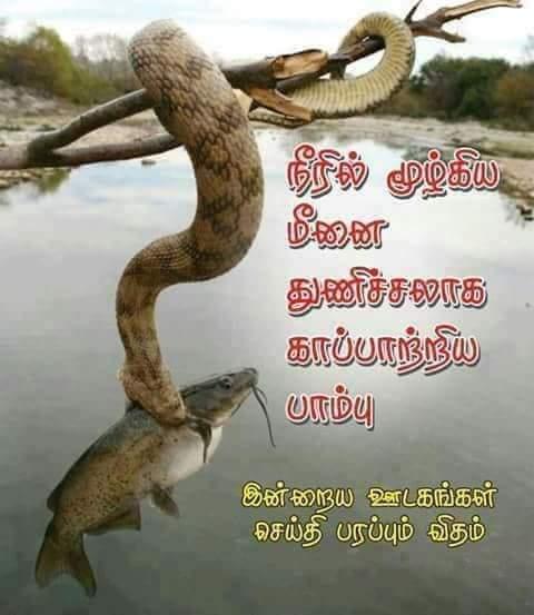 நெற்களஞ்சியம்❤💛 tweet media