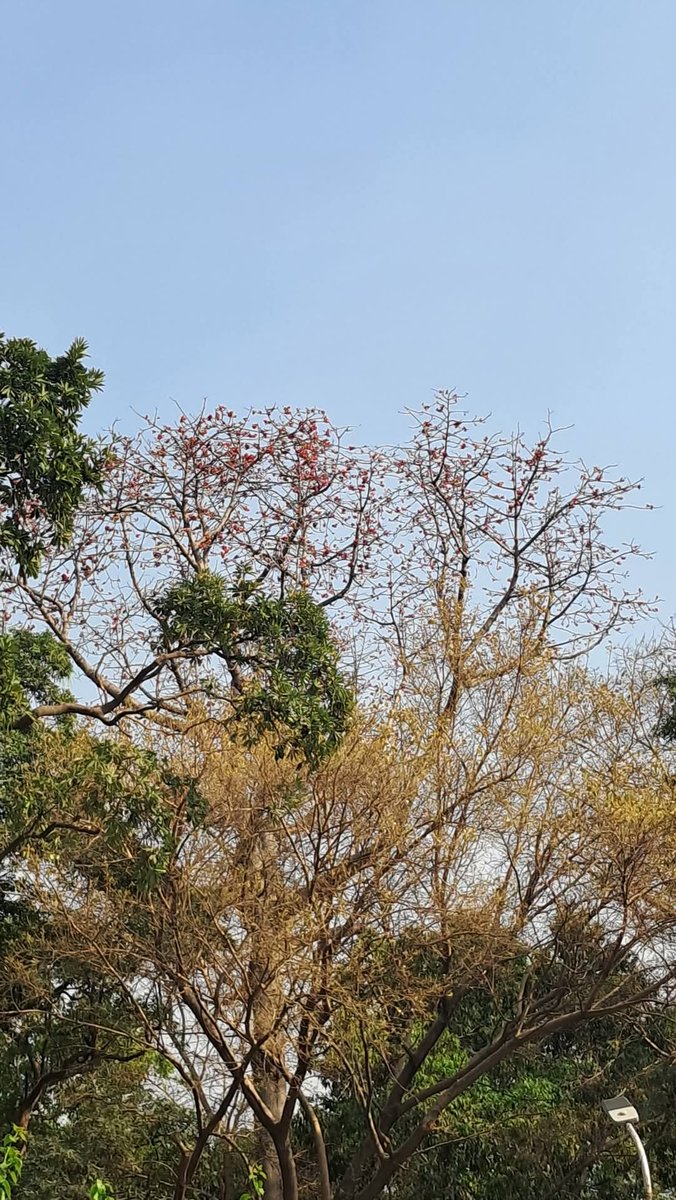 lightseekerusha's tweet photo. Some changes arrive quietly—
branch by branch,
leaf by leaf.
And the sky simply watches,
holding space for becoming.

#NatureDiary #QuietChange #SkyNotes #NatureStillness https://t.co/6lbDDa1N3Z