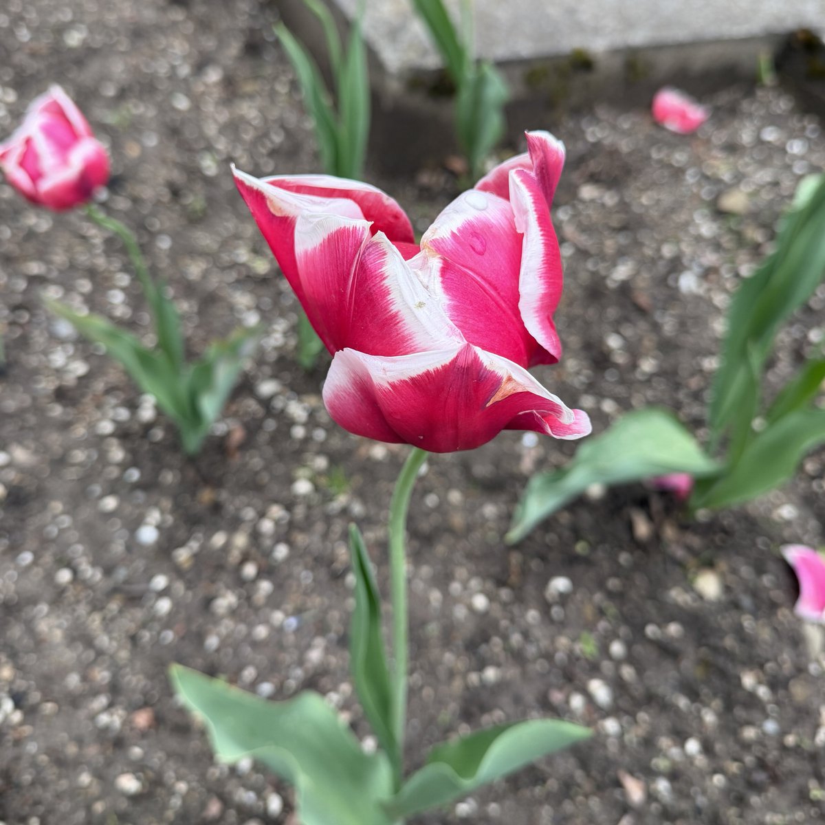 Martin223's tweet photo. Tulips 🌷 are back #Levoca https://t.co/PXOr6aAZpt