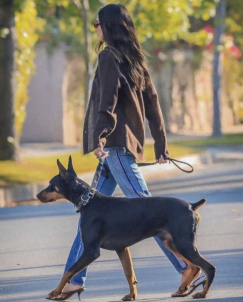 archivekend's tweet photo. the feminine urge to have a dobermann https://t.co/ELV4xJm13L