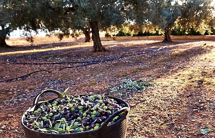 MENETRAY's tweet photo. La compra de fincas agrícolas y ganaderas en el punto de mira de fondos de inversión

https://t.co/C4aTX9JzO2
#InversionESG #EconomiaReal #Agroalimentario #Agroinversion #InversionSostenible #Agroindustria  #SectorPrimario  #FoodBusiness #ESGInvestment #AgroBusiness https://t.co/R2fXg6PmQu