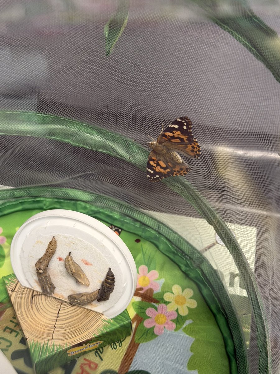 Miss_Scott5's tweet photo. We arrived this morning to discover two of our butterflies had successfully emerged! How exciting 🤩🐛🦋✨
@misslynnharper @LawmuirPSEco https://t.co/1mdoA0Z8Kd