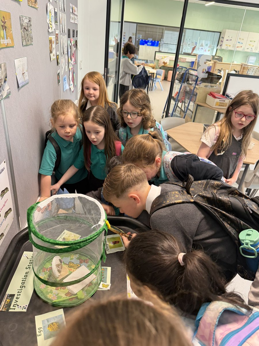 Miss_Scott5's tweet photo. We arrived this morning to discover two of our butterflies had successfully emerged! How exciting 🤩🐛🦋✨
@misslynnharper @LawmuirPSEco https://t.co/1mdoA0Z8Kd