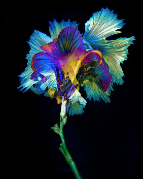 MichaelFilonow's tweet photo. Art of the Day! "Kaleidoscope 2". Buy at: https://t.co/9l5tZzuUkR https://t.co/DLDLdhqaRl