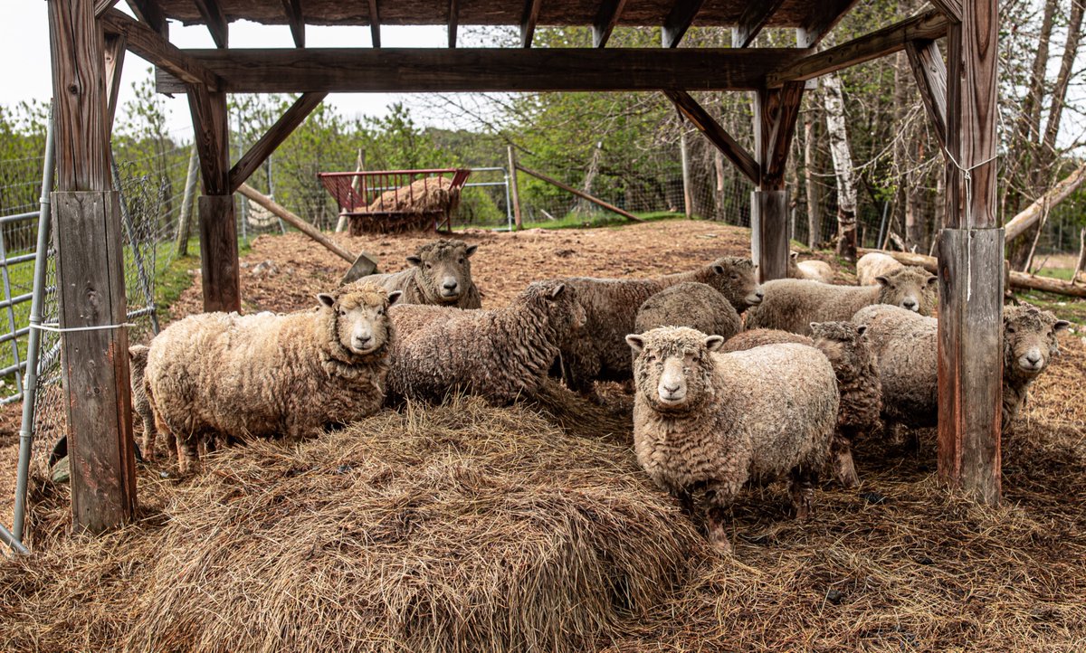fotogosaurus's tweet photo. flock https://t.co/GZeRjC89Tw #VT #Vermont #NewEngland #Flock #sheep #BabyDollSheep #group #family #bonds #rural #ruralLife #Farm #FarmLife #groupPortrait #AnimalPortrait #May #Spring #think #reflect #Wonder #AllTogetherNow #Canon https://t.co/TCovOsVPuY