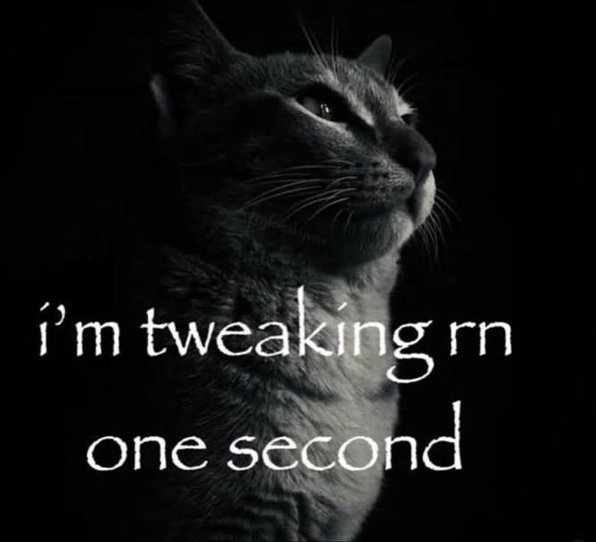 cats being cats tweet media