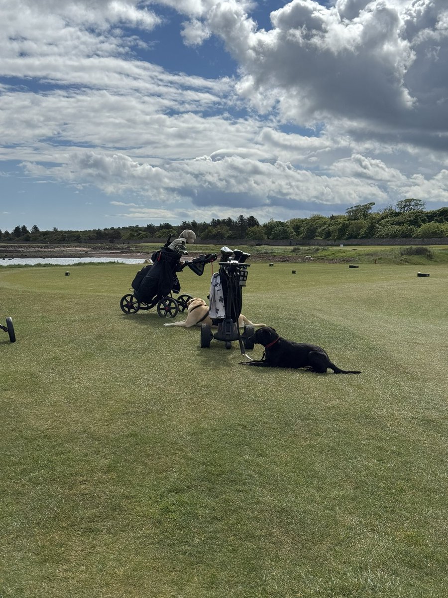 Top100golfquest's tweet photo. My playing companions @dunbargolfclub A perfect day with good company.
A day made better having dogs &amp; golf. https://t.co/uttSnvNaNN