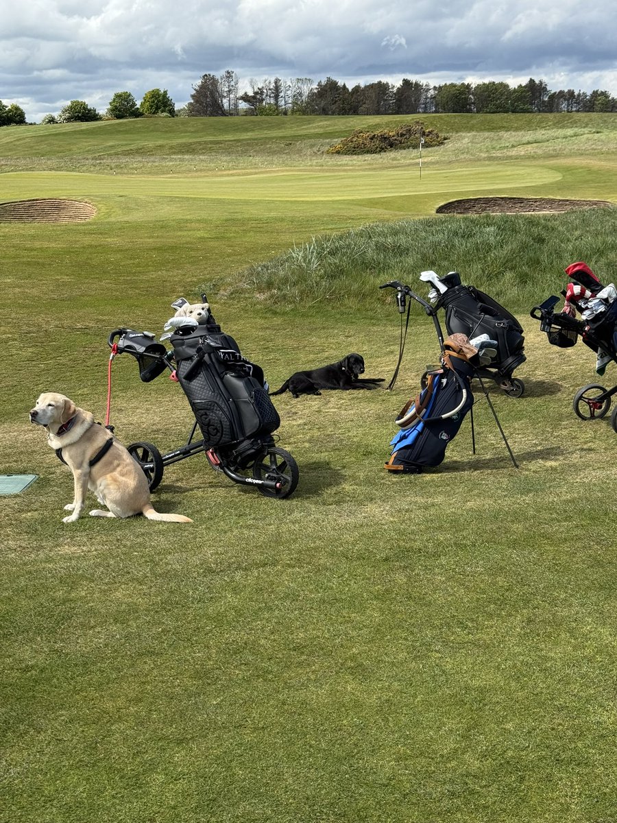 Top100golfquest's tweet photo. My playing companions @dunbargolfclub A perfect day with good company.
A day made better having dogs &amp; golf. https://t.co/uttSnvNaNN