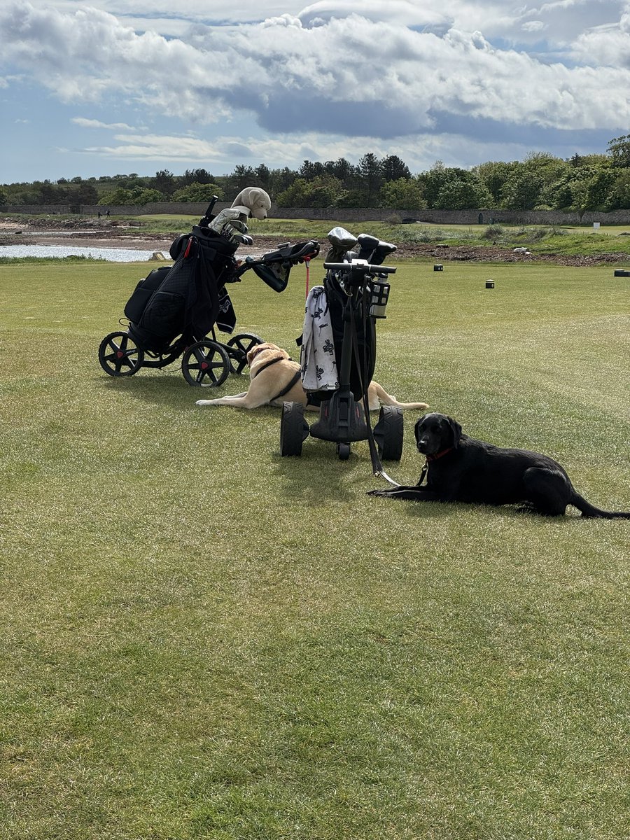 Top100golfquest's tweet photo. My playing companions @dunbargolfclub A perfect day with good company.
A day made better having dogs &amp; golf. https://t.co/uttSnvNaNN