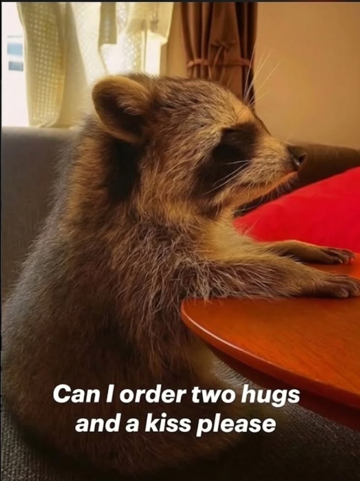 Why you should have a Raccoon tweet media