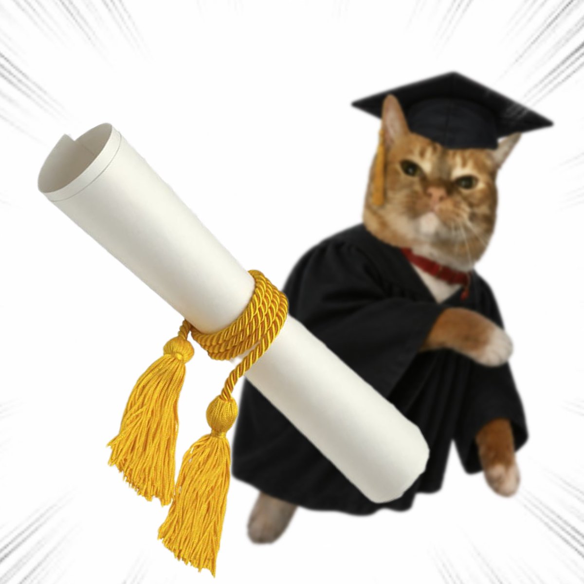 Post by Throwing Things Daily on X: Diploma.