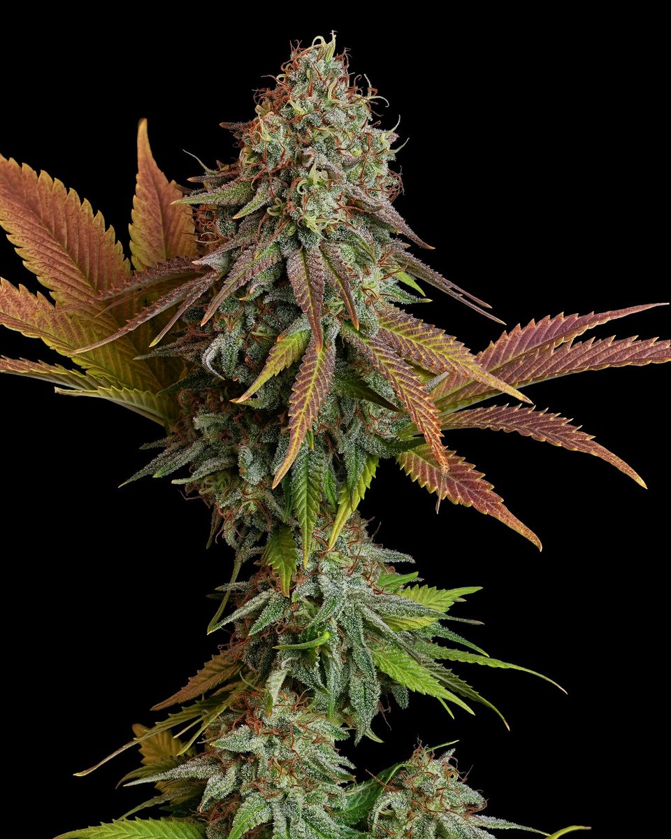 paradiseseeds's tweet photo. Can you feel that tropical breeze of mango and lemon in the air?🍋🥭

It's #𝗖𝗮𝗹𝗶𝗳𝗼𝗿𝗻𝗶𝗮𝗻𝗚𝗼𝗹𝗱! A bold, bushy plant whose flowers are packed with resin and covered in sparkling trichomes.

Are you ready for the gold rush?

#paradiseseeds #paradiseseedscommunity https://t.co/qo5MpoW1QJ