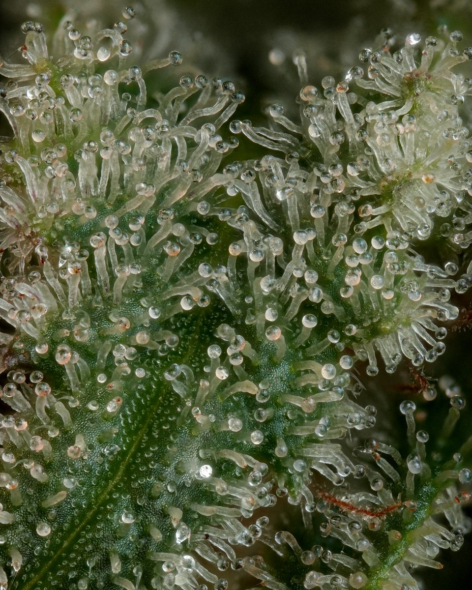 paradiseseeds's tweet photo. Can you feel that tropical breeze of mango and lemon in the air?🍋🥭

It's #𝗖𝗮𝗹𝗶𝗳𝗼𝗿𝗻𝗶𝗮𝗻𝗚𝗼𝗹𝗱! A bold, bushy plant whose flowers are packed with resin and covered in sparkling trichomes.

Are you ready for the gold rush?

#paradiseseeds #paradiseseedscommunity https://t.co/qo5MpoW1QJ