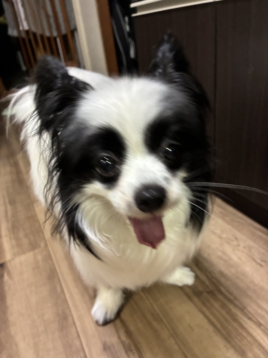 ss_121ff's tweet photo. ぶれてる犬可愛い https://t.co/B0grAof2X1