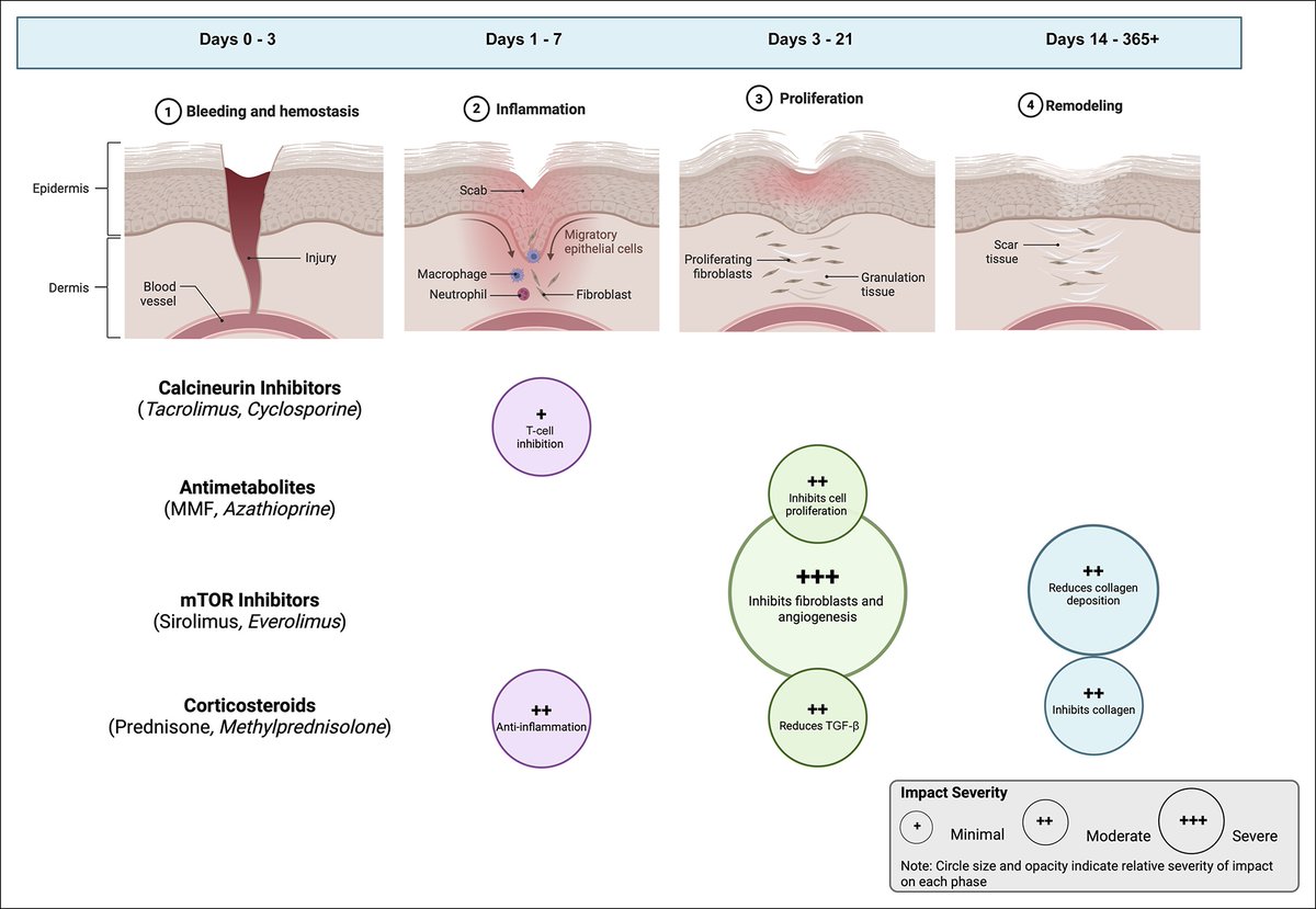 OfficialJAAOS's tweet photo. How do immunosuppressants affect wound healing in orthopaedic surgery? 

New research evaluates outcomes in transplant patients undergoing orthopaedic procedures. https://t.co/GgXj7VgyuZ https://t.co/iE4dsPNxxE