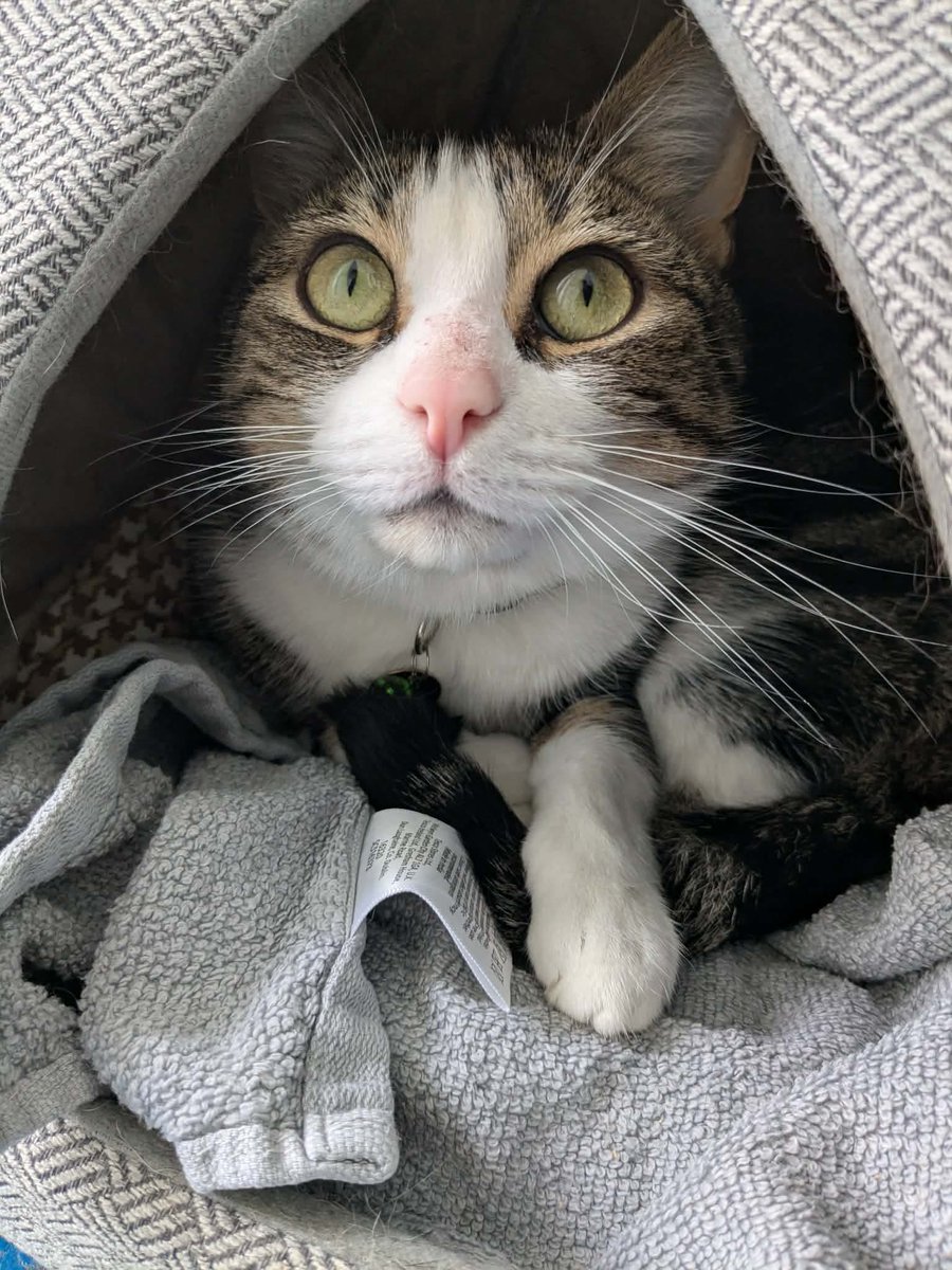 New Start Cat Rescue🐾💜🐾 tweet media