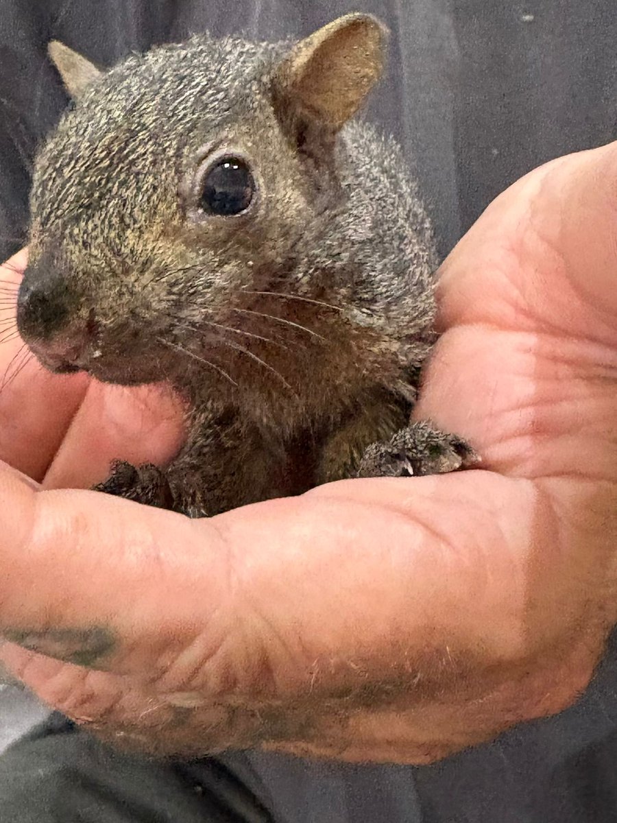Hitchin Squirrel Rescue tweet media