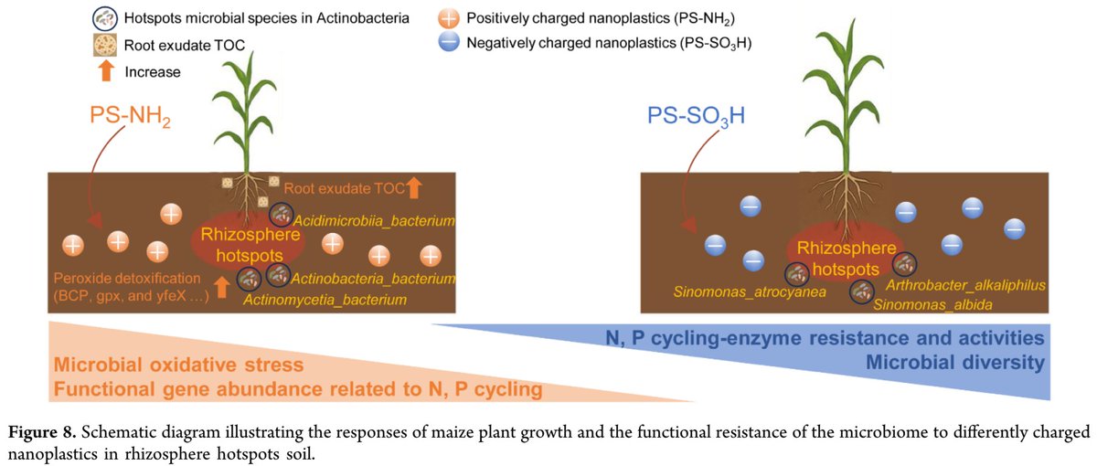 ykuzyakov's tweet photo. NEW in Journal of Agricultural and Food Chemistry
Functional Resistance of #Microbiome to Differently Charged #Nanoplastics in #Rhizosphere #Hotspots #Soil
https://t.co/lFCR3m0OIv
#microbialbiomass #enzymes #zymography #microplastics #soilbacteria #soilfungi #maize https://t.co/qd5DXkObQZ