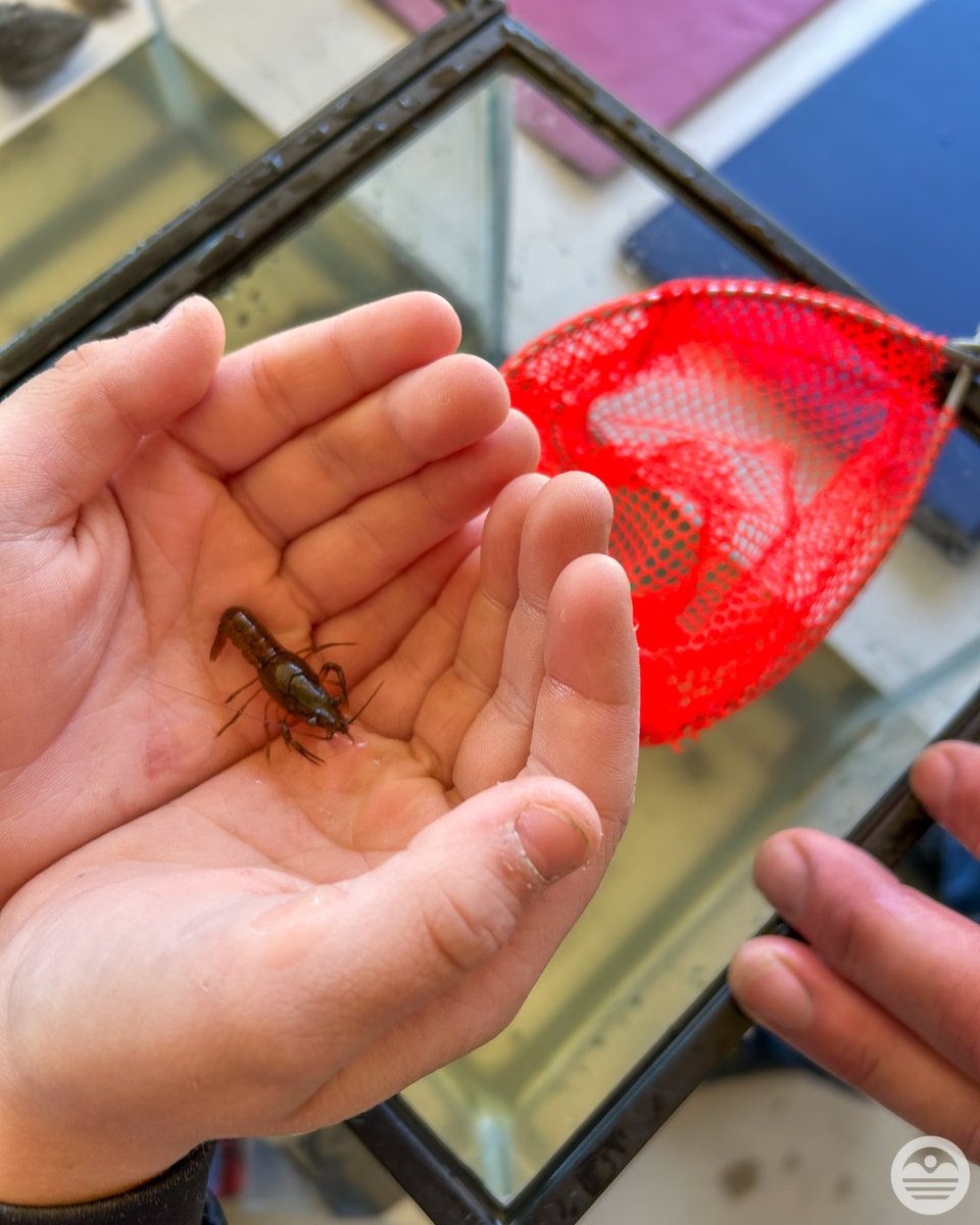 ILEPA's tweet photo. Our Surface Water Section Southern Monitoring Unit was at the Rend Lake Outdoors Celebration teaching students about water quality &amp; how macroinvertebrates help us monitor stream &amp; lake health. 🔬

Students observed live macroinvertebrates up close &amp; even tried netting them! https://t.co/RRIRmyGZMc