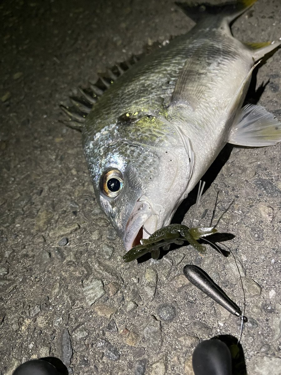 BUTZ (@BUTZbassfishing) / Posts / X