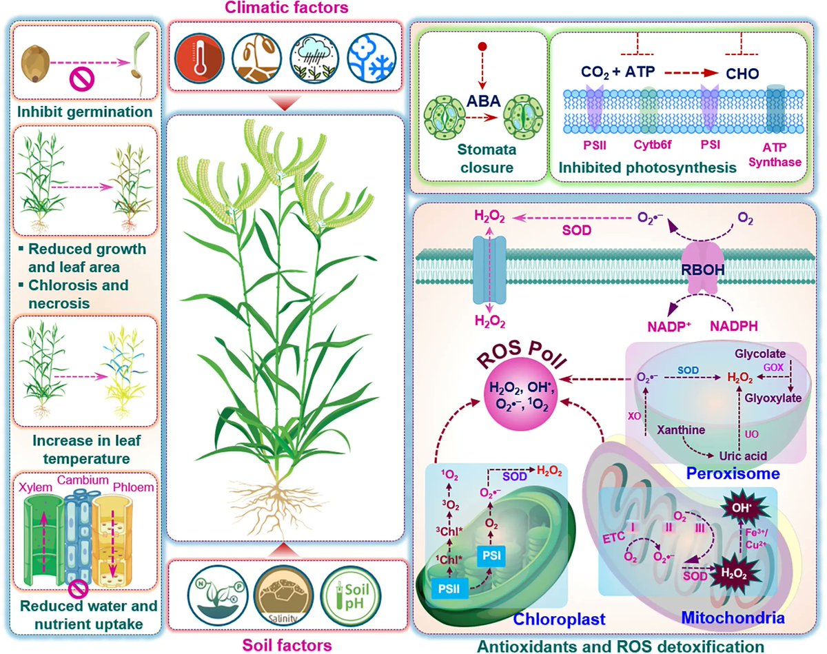 atikurbt's tweet photo. "Integrative insights into abiotic stress tolerance in #fingermillet (Eleusine coracana (L.) Gaertn.): linking #physiological, #biochemical, and #molecular perspectives for developing #climate-smart #cereals" published in @FrontPlantSci with @roczbiotech7 https://t.co/sxs8x79qc7 https://t.co/AooPvgHbea