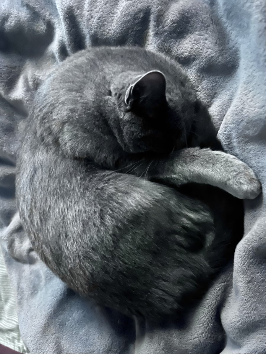 stuffymint's tweet photo. Not a B&amp;W, but a silvery paw from a blue-grey. https://t.co/XtQcwUrYUH