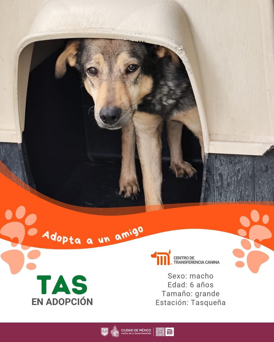 ctcdelmetro's tweet photo. ¡Conoce a Tas! Tiene 6 años y es de tamaño grande. Fue rescatado de las vías del @MetroCDMX Tasqueña de L2. Está listo para encontrar un nuevo hogar y regalarte mucho cariño. ¿Le das la oportunidad de ser parte de tu vida? 
Consulta: https://t.co/dZxEmnXpyy🐶🐾 #AdoptaNoCompres https://t.co/ws53vwwR3G