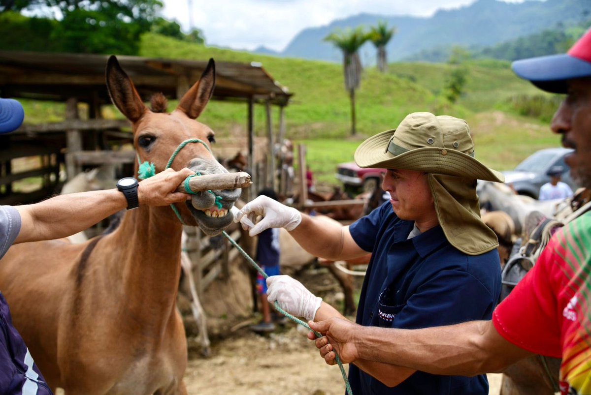 municipiochone's tweet photo. ¡Libres de parásitos!

Más de 150 caballos, burros y mulares fueron desparasitados y vitaminizados en el sitio Las Garzas y sus alrededores, gracias a la campaña implementada por el Municipio de Chone y Súper Producción. https://t.co/Ue4iXeh8st